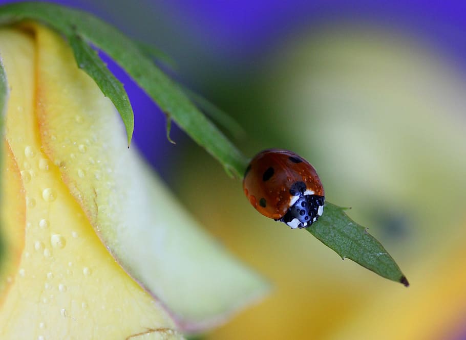baja, red, insecta, flower, yellow, close-up, one animal, animal wildlife HD wallpaper