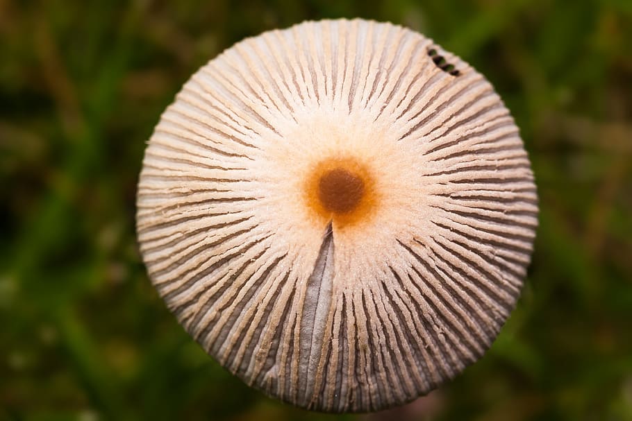 mushroom, disc fungus, cap, grass, screen fungus, macro, brown, HD wallpaper
