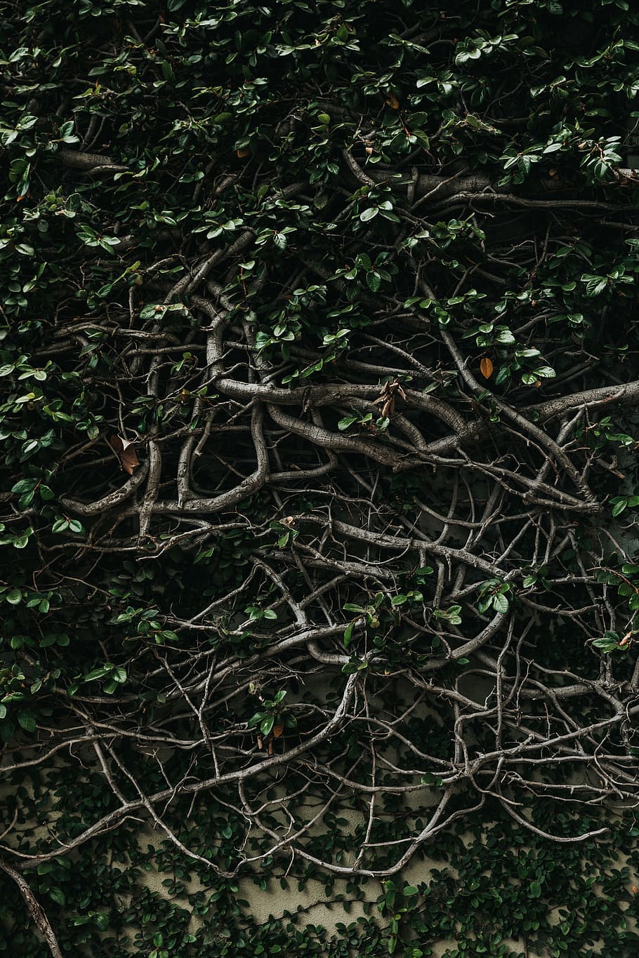 green leaf plant, plants, roots, vines, tree, land, forest HD wallpaper