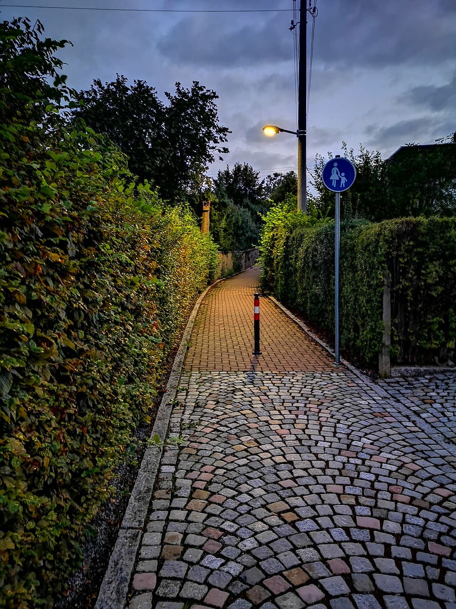 Green walk. Деревья в брусчатке. Сумеречное освещение. Сумеречность освещения.