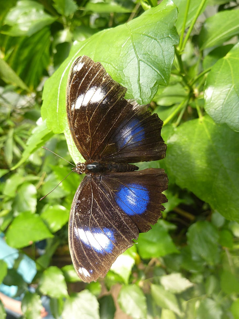 butterfly, blue points, insect, tropical butterfly, nature HD wallpaper