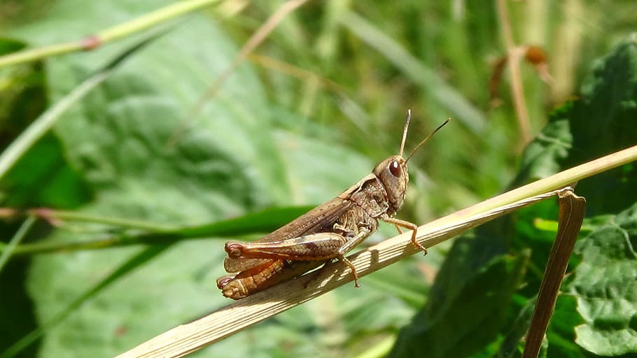 grasshopper, insect, grasshoppers, meadow, close, macro, animal themes HD wallpaper