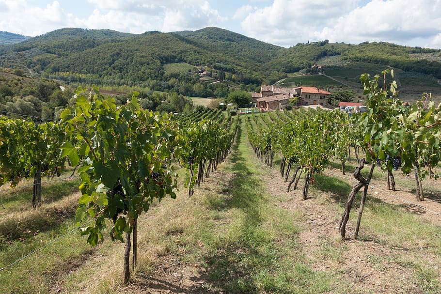 green leafed tree, winegrowing, vineyard, slope, nature, autumn HD wallpaper