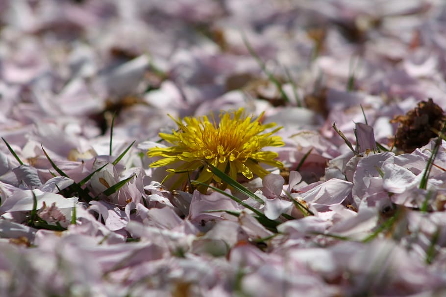 peddles, spring, plant, nature, leaves, season, flower, green HD wallpaper