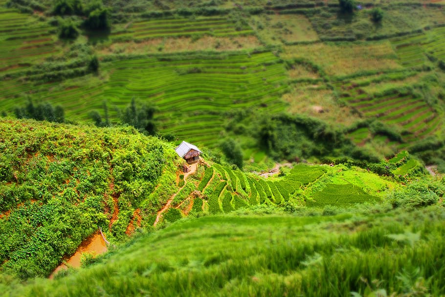 vietnam, sapa, rice field, green, green color, plant, beauty in nature, HD wallpaper