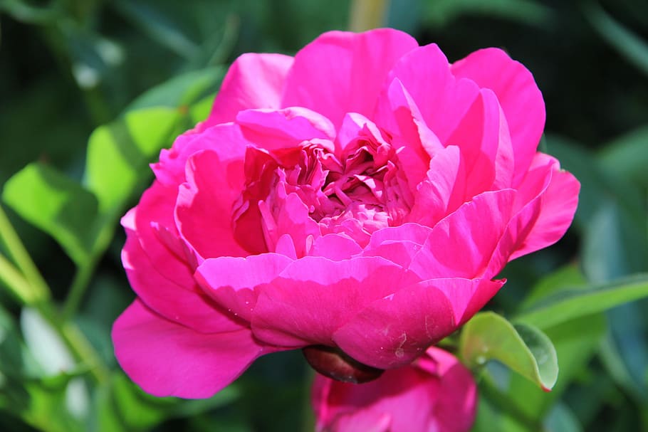 spring, blossom, bloom, peony, flowering plant, petal, beauty in nature HD wallpaper