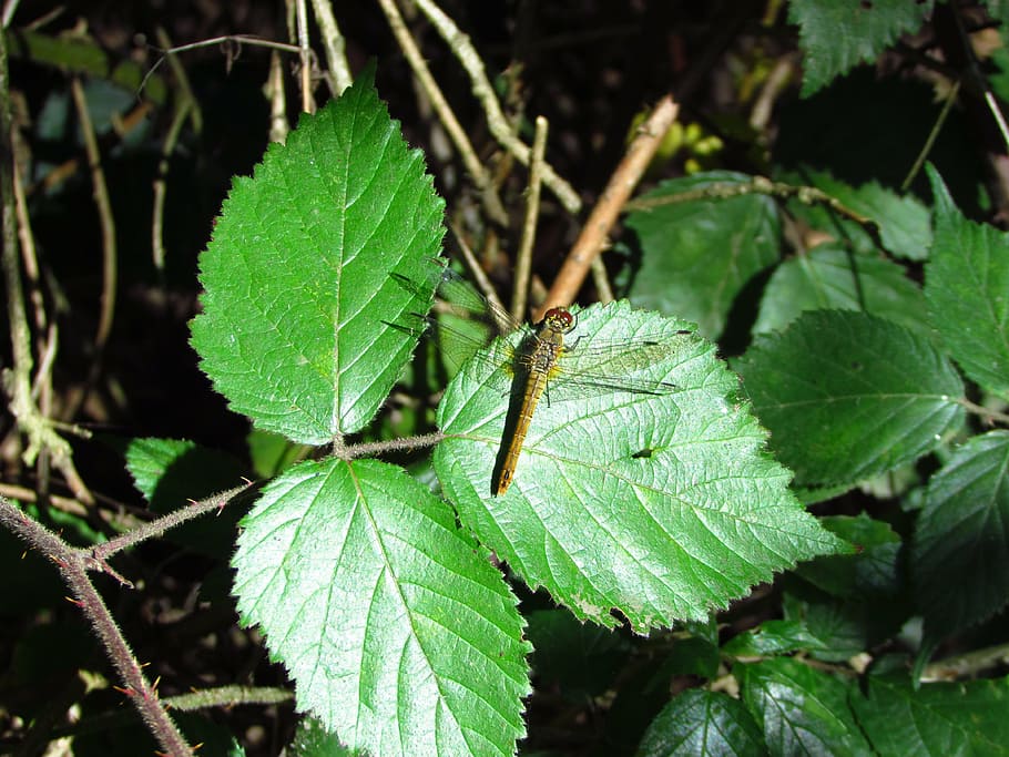 insect, dragonfly damsel, leaf, foliage, wildlife, bug, damselfly HD wallpaper