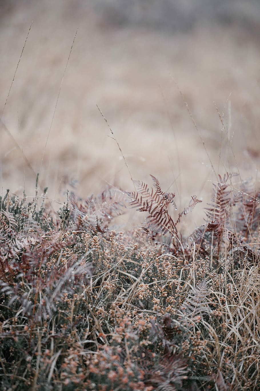 Foggy ferns, shallow focus photography of green grass, field HD wallpaper