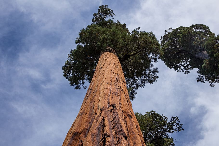 tree, perspective, trunk, bark, branches, foliage, high, sky HD wallpaper