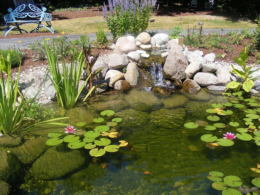 Pond, Lilly Pad, park, water, reflection, flower, plant, nature HD wallpaper