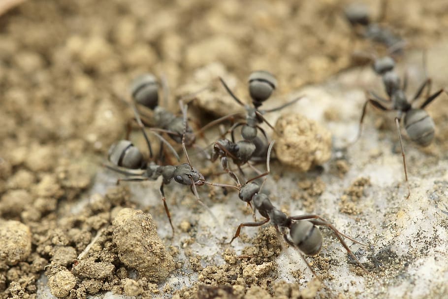 four gray ants, group of ants, insect, dirt, ground, sand, bug, HD wallpaper