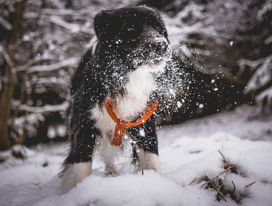 black and white dog playing in snow, short-coated black dog on snow field, HD wallpaper