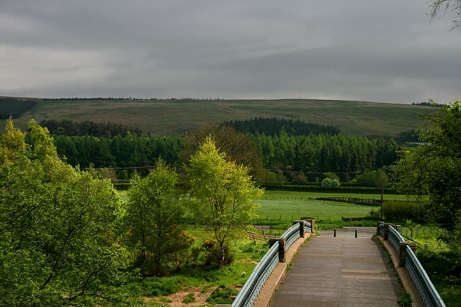 bridge, meadow, green, scene, tree, angle, calander, post, season HD wallpaper