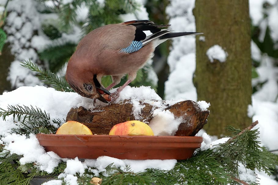 bird, jay, winter, foraging, garden, snow, nature, animal, wildlife HD wallpaper