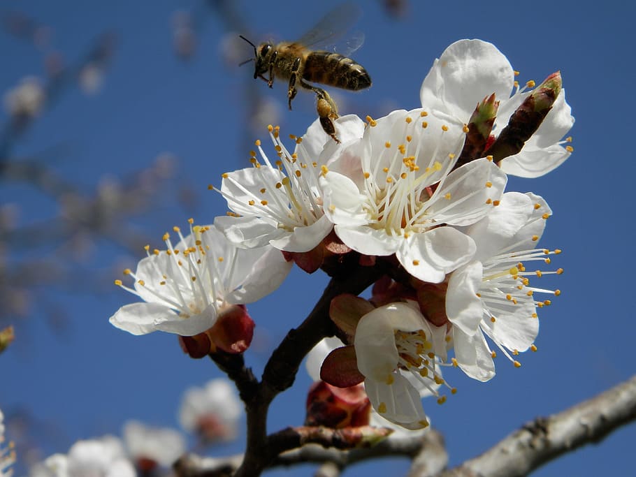 flower, apricot, bee, flowering plant, fragility, vulnerability HD wallpaper
