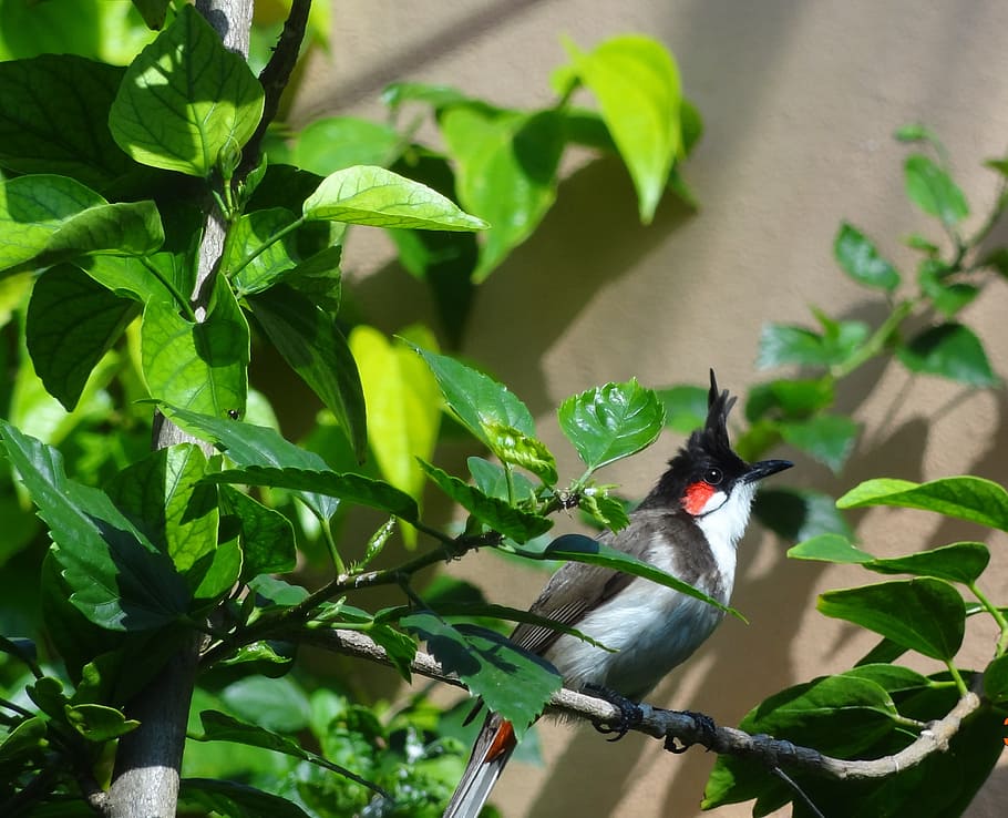 bird, fly, wings, feather, wildlife, beak, dom, outdoor, avian HD wallpaper