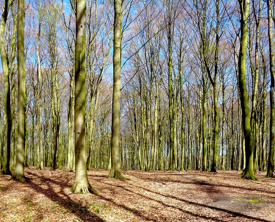 forest, book, trees, nature, mood, deciduous forest, deciduous tree HD wallpaper