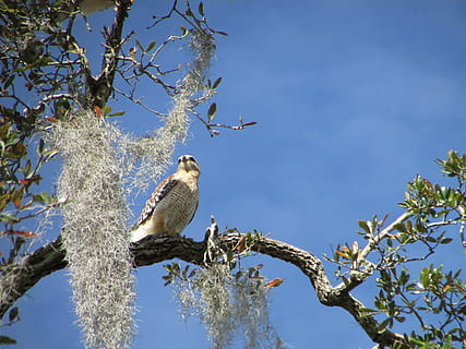hawk, bird, nature, wild, predator, prey, raptor, wildlife HD wallpaper