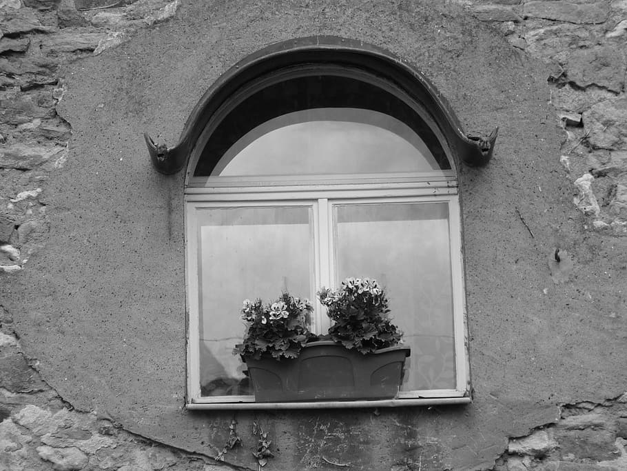 window, lonely, alone, black and white, plant, glass, reflect HD wallpaper