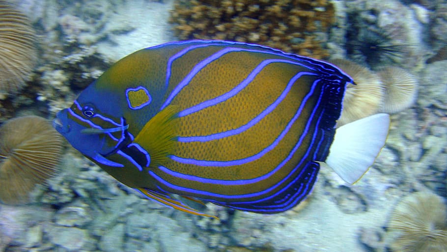 blue and yellow fish, angelfish, thailand, fin, reef, swimming
