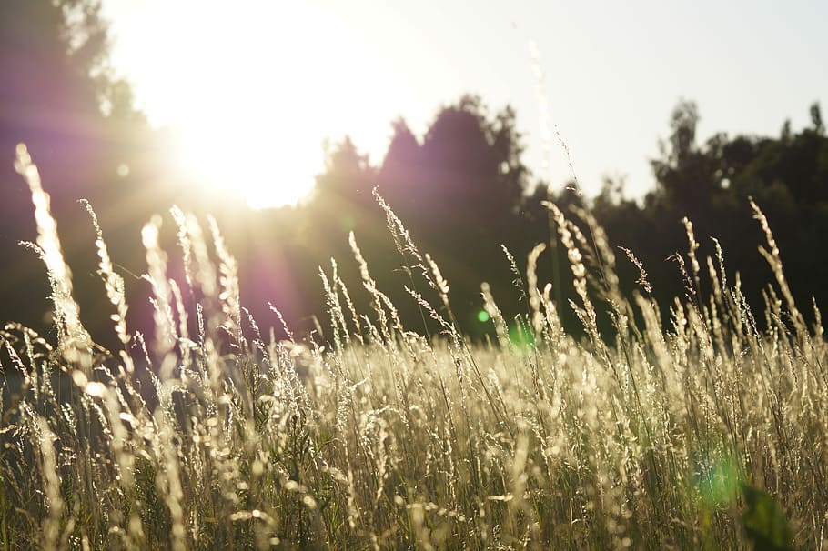 depth of field photo of grass field, grasses under the ray of sun HD wallpaper