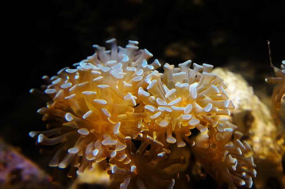 Anemone, Underwater, Diving, Yellow, one animal, animal themes HD wallpaper