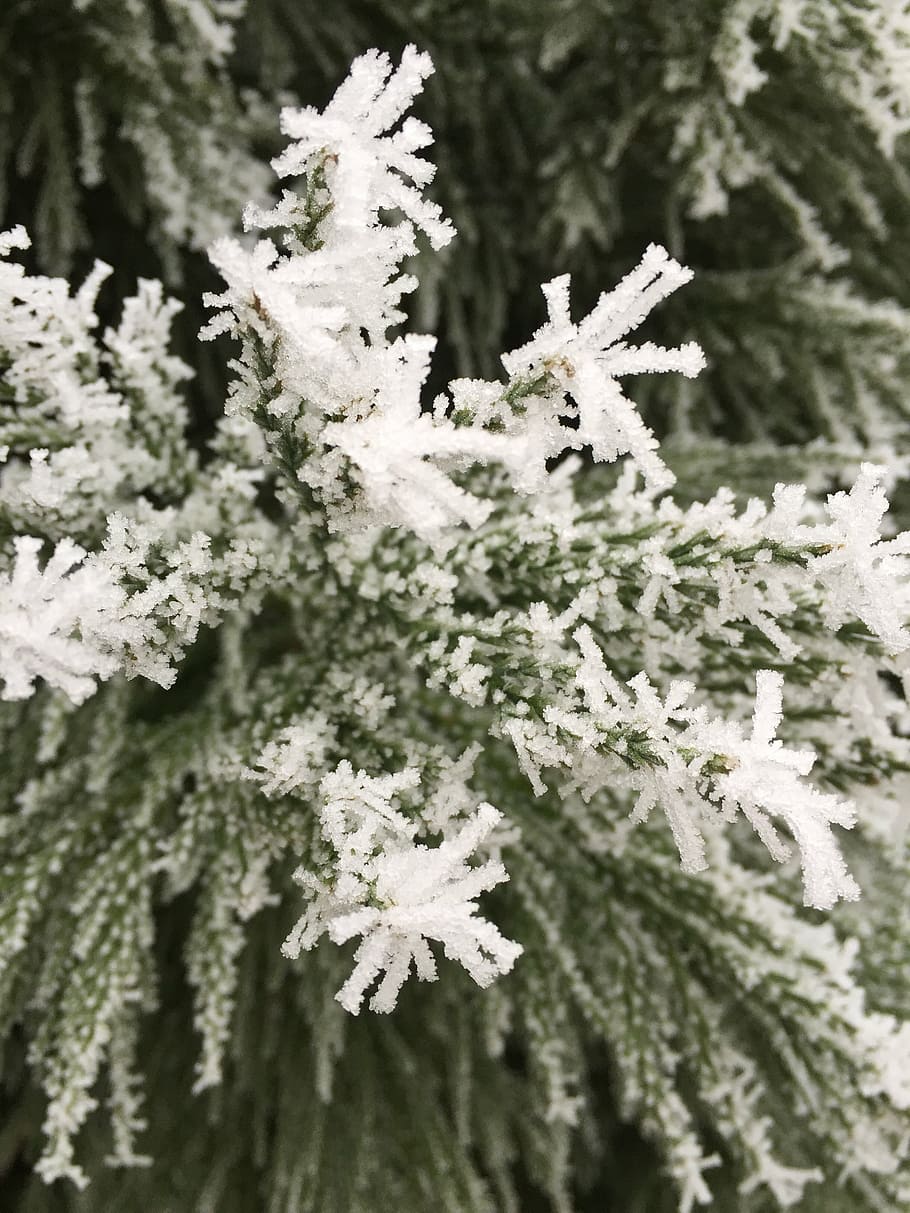 frost, winter, cold, fir, frozen leaves, nature, branches, cold temperature HD wallpaper