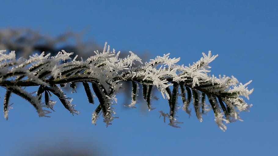 tree, white, green, christmas, winter, ice, snow, crystal, frost HD wallpaper