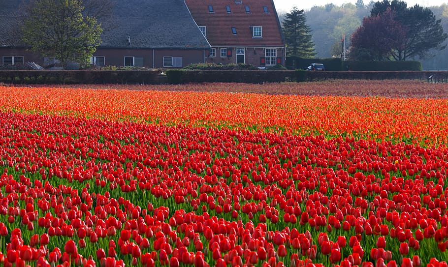 red and orange flower field at daytime, Tulips, Fields, background HD wallpaper
