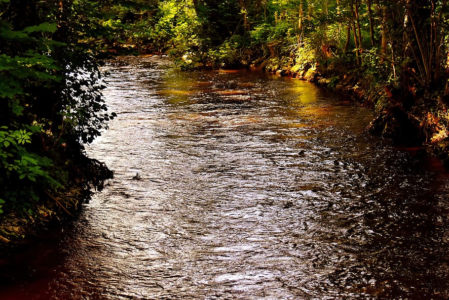bach, forest, water, flow, nature, creek, tree, no people, plant HD wallpaper