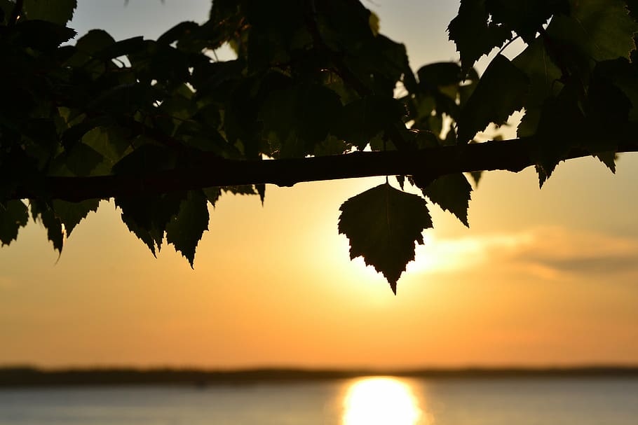 sunset, lake, deciduous tree, summer, näsijärvi, tampere, HD wallpaper