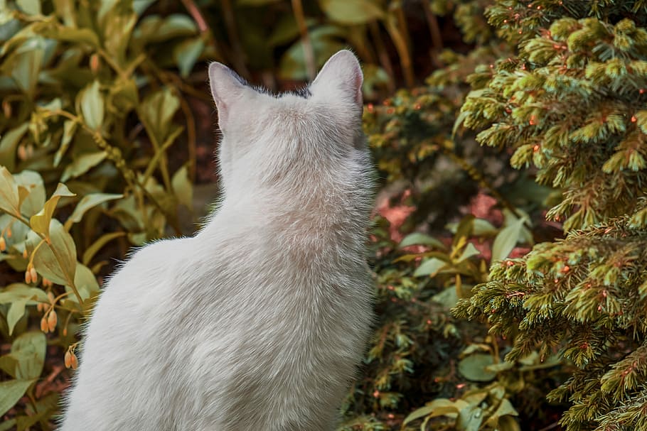 short-haired white cat sitting on green grass, view from the rear