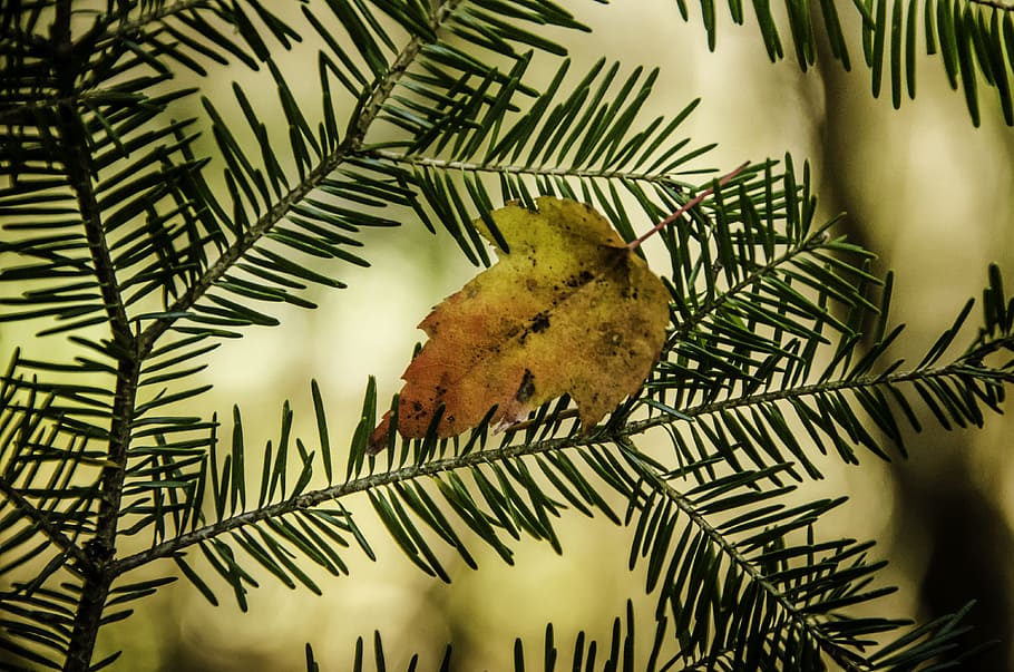 tree, no person, fall, forest, leaf, colors, québec, plant part HD wallpaper