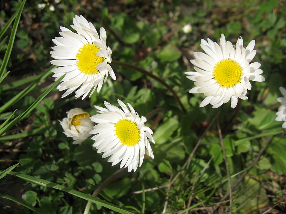 Daisy, Flower, Spring, Nature, Plant, natural, floral, white HD wallpaper