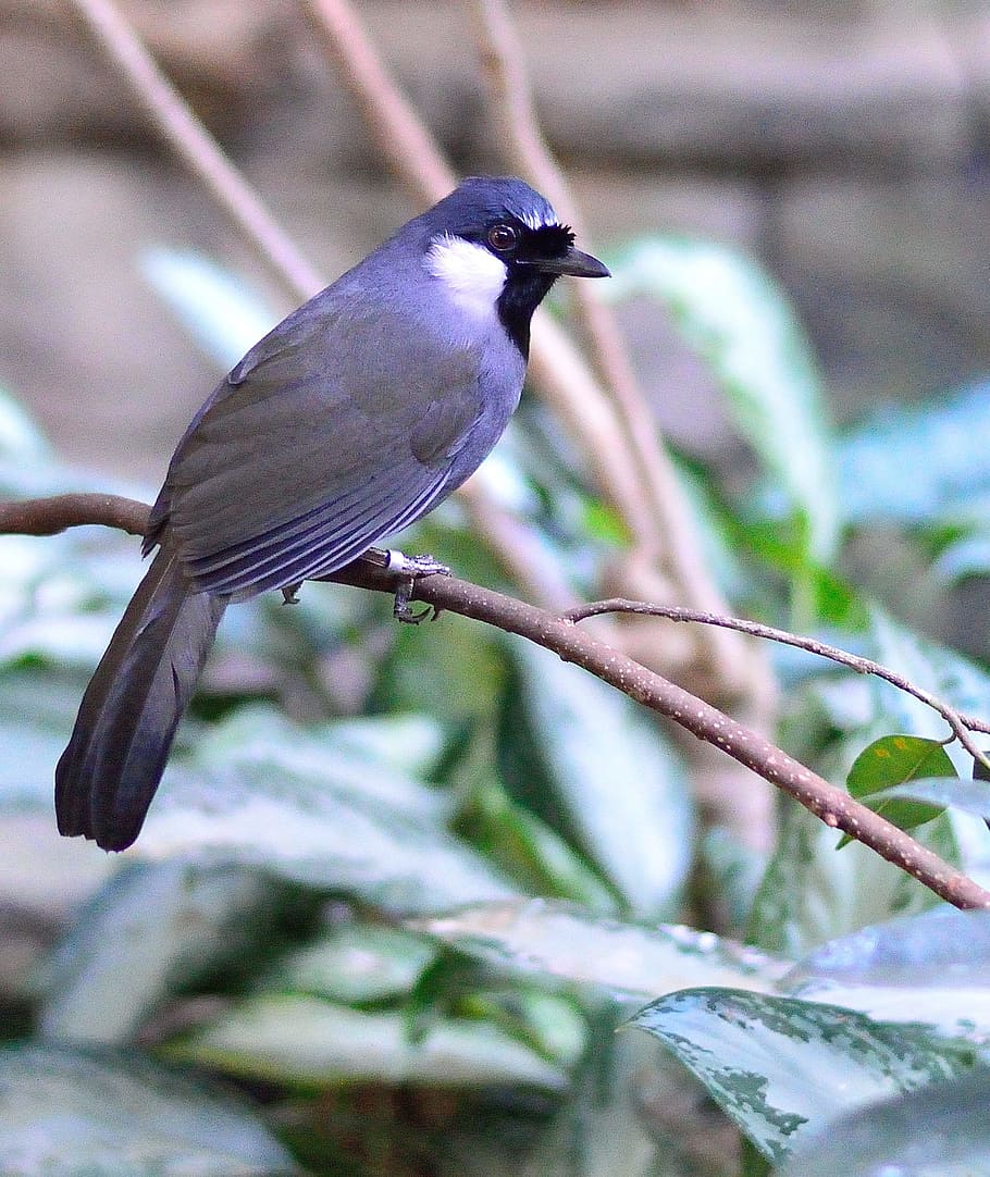 Blue Bird, Bird, Bird, Fly, Wings, Feather, wildlife, beak HD wallpaper