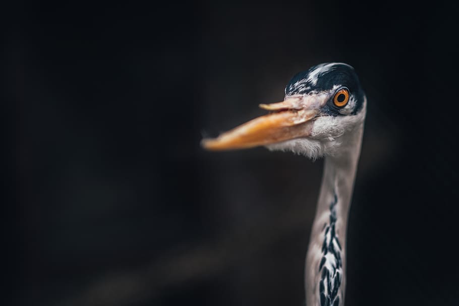 bird, beak, feather, animal, animal themes, one animal, animal wildlife HD wallpaper