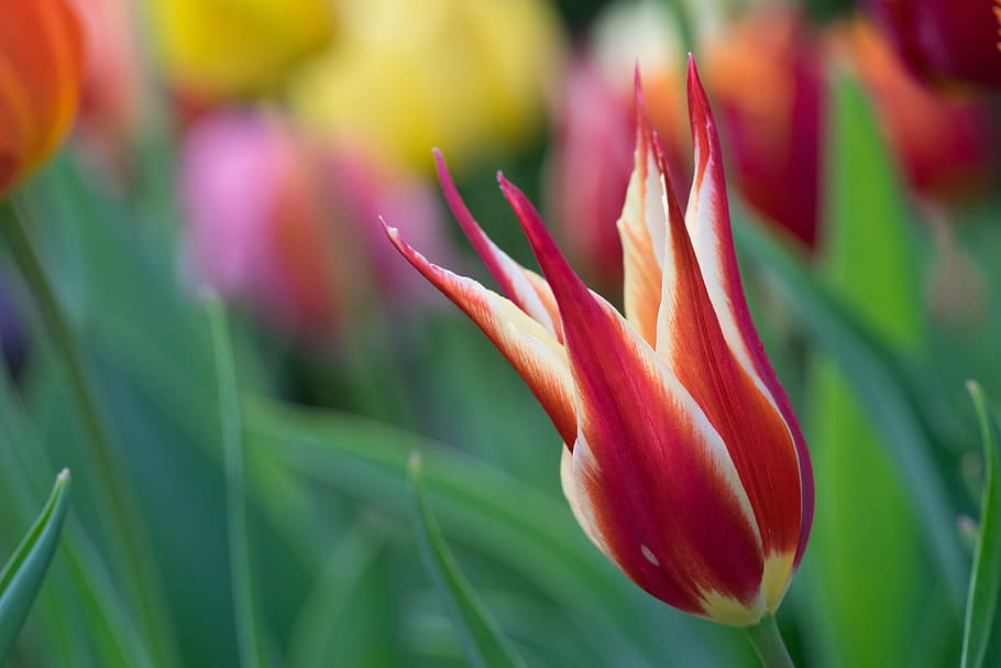 Bed, Bloom, Flower, Decoration, Color, floral, friendship, spring HD wallpaper