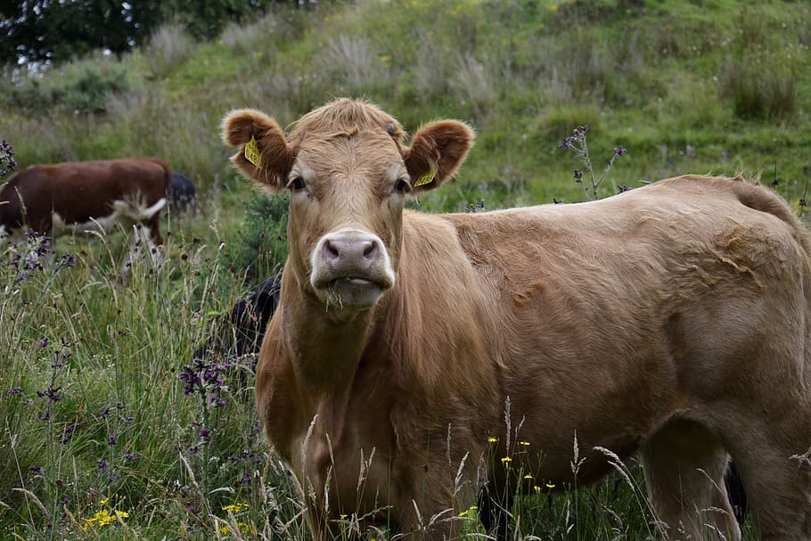 bull, view, pasture, animal themes, mammal, grass, domestic animals HD wallpaper