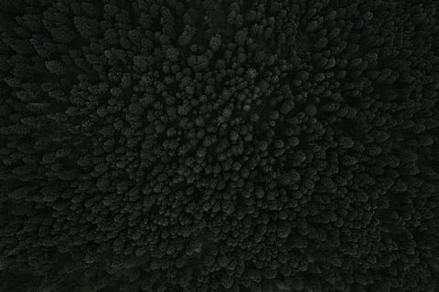 A drone shot of dense woods near Palmer Lake, texture, forest, tree, drone view HD wallpaper