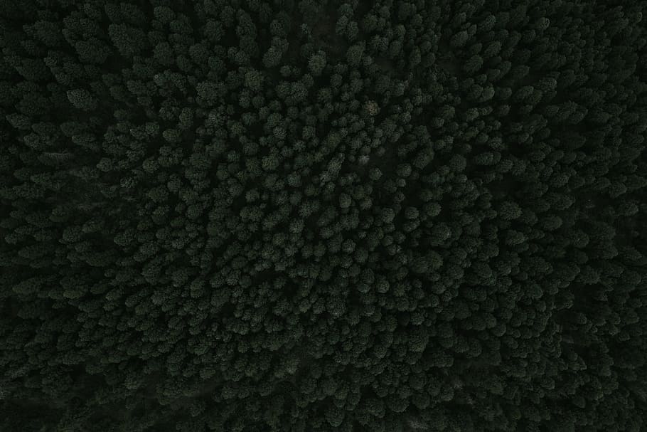 A drone shot of dense woods near Palmer Lake, texture, forest, tree, drone view