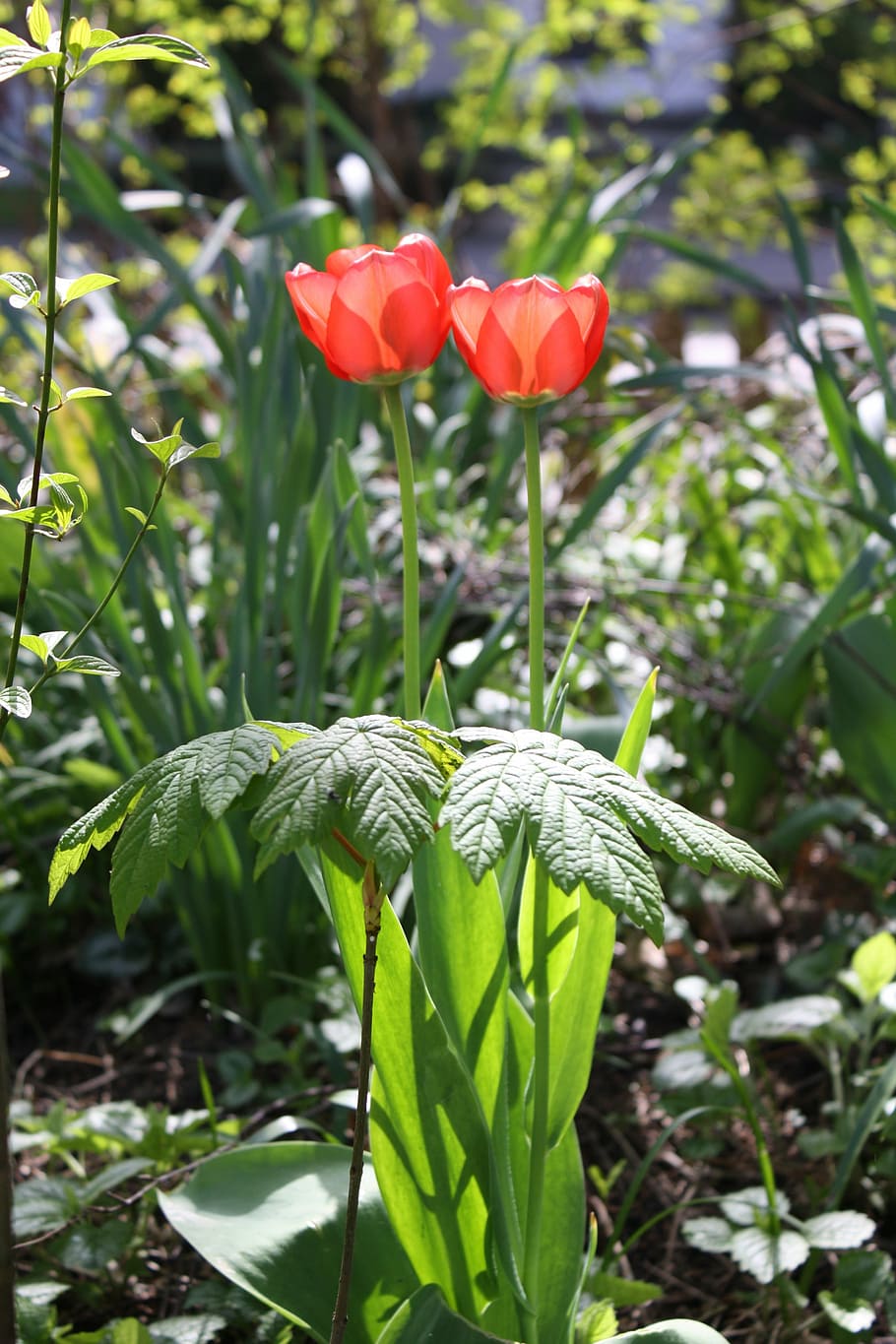 tulips, red, spring, flowers, nature, garden, plant, springtime HD wallpaper