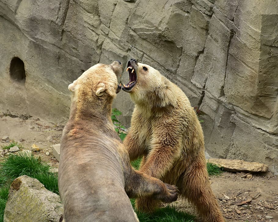 two bears fighting during daytime, predators, mammals, polar bear HD wallpaper