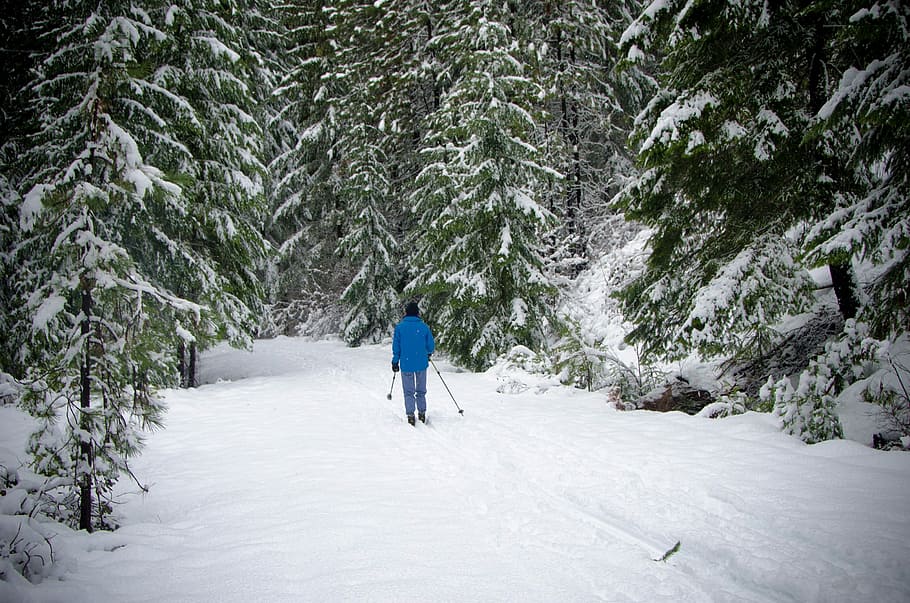 HD wallpaper: Skiing, Cross Country, Snow, Winter, national forest ...