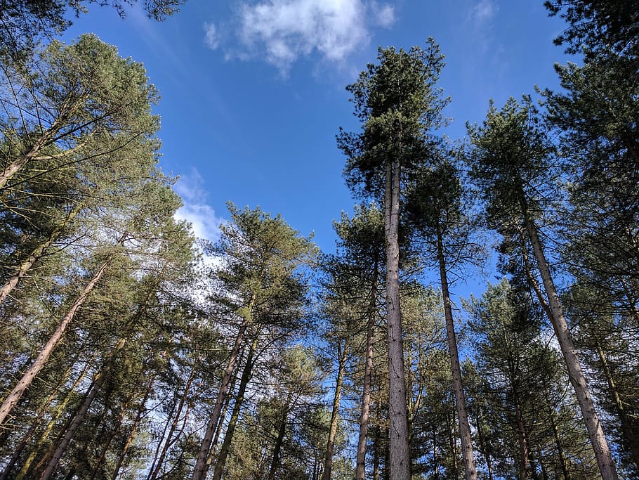 trees, sky, forest, nature, landscape, blue, summer, green HD wallpaper