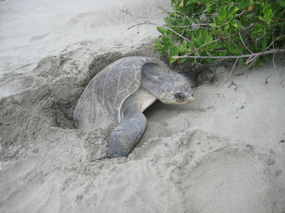 turtle, eggs, mexico, animal wildlife, animal themes, animals in the wild HD wallpaper