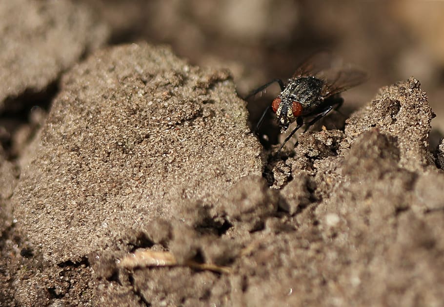 insect, earth, ground, close, nature, garden, persepktive, fly, HD wallpaper