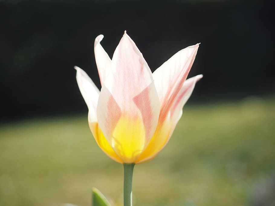tulip, pink, white, yellow, flower, spring, close, colorful, HD wallpaper