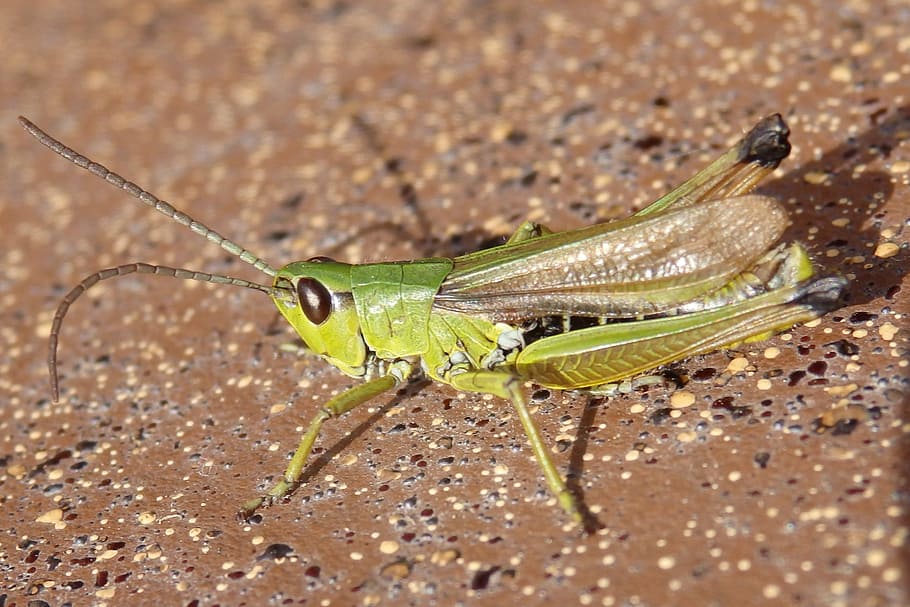 insect, grasshopper, green, macro, nature, closeup, one animal HD wallpaper