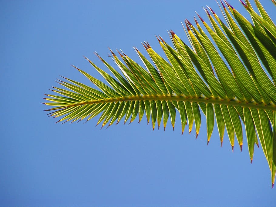 palm, sheet, sky, green, leaf, plant, clear sky, growth, palm tree HD wallpaper