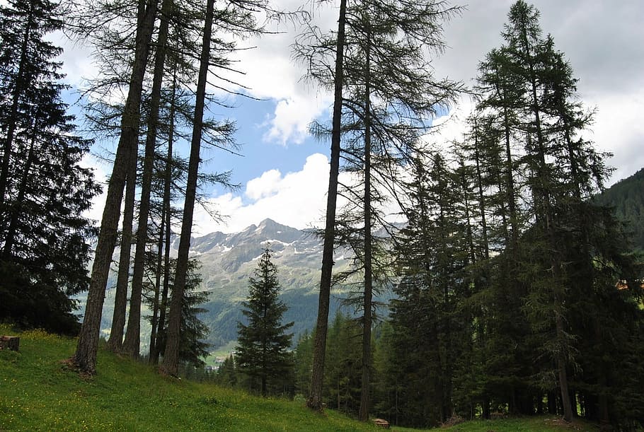 landscape, mountains, trees, spring, alpe, prato, sky, nature HD wallpaper